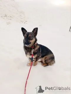 Фото №3. Совсем маленькая собачка, 7 кг.  Россия