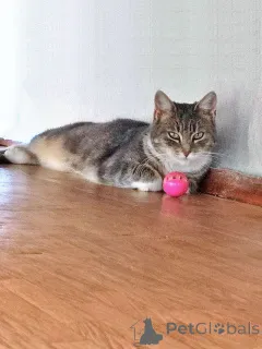 Дополнительные фото: Мэй, серебристо-дымчатая кошечка, ищет свой дом