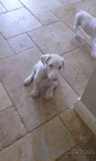 Фото №3. Unikalūs albinosų dobermanų šuniukai..  Литва