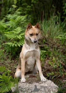 Дополнительные фото: Бетти та самая, Ваша идеальная собака, с которой просто хорошо