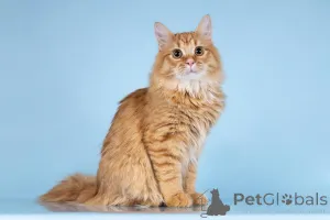 Дополнительные фото: Для рыжего пушистуна по имени Лютик ищем самые добрые руки.