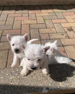 Дополнительные фото: Доступны щенки йорки чистой породы