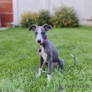 Фото №1. уиппет - купить в Берлине за 37107₽. Объявление №149020