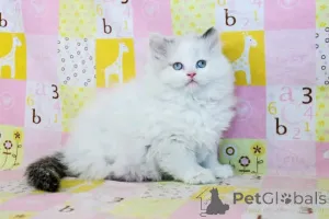 Фото №2 к объявлению №161345 о продаже рэгдолл - купить в Бельгии частное объявление