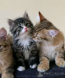 Фото №2 к объявлению №165165 о продаже персидская - купить в Финляндии частное объявление, заводчик