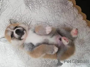 Фото №3. gift adorable Akita puppies.  Италия