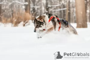 Фото №4. Продажа беспородную в Москва из приюта - цена Бесплатно