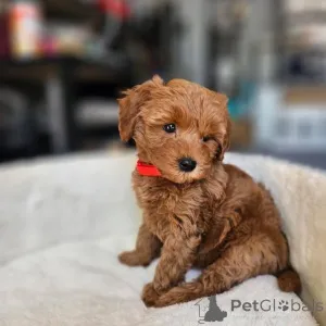 Фото №3. Дом декана Джанет Кей.  США