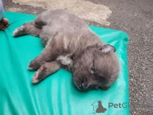 Дополнительные фото: Щенки кавказской овчарки