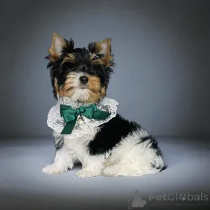 Фото №4. Продажа  в Тбилиси заводчик - цена Бесплатно