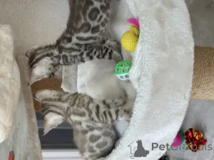 Дополнительные фото: Красивый Бенгалкен в редких цветах