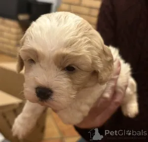 Дополнительные фото: Кинг Чарльз микс какапу Щенки