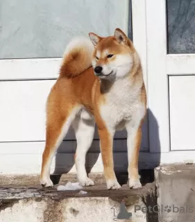 Дополнительные фото: Shiba-inu female whith FCI documents