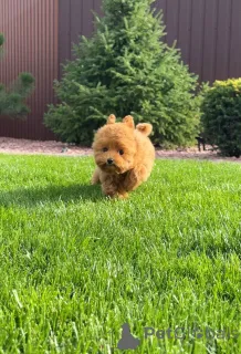 Фото №4. Продажа пуделя (той) в Брайтон и Хов частное объявление - цена 51022₽