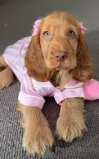 Фото №2 к объявлению №167750 о продаже американского кокер-спаниеля - купить в Бельгии частное объявление, заводчик