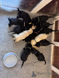 Дополнительные фото: У нас есть щенки лабрадора, которые ищут новый 5-звездочный дом и не работают