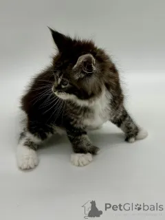 Дополнительные фото: Мейн кун девочка