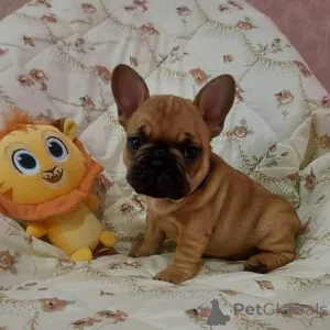 Фото №3. Продаются 3 замечательных щенка.  Италия