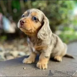 Фото №3. У нас есть щенки Dachshund, доступный бизнес WhatsApp, контакт 447537984050.  Финляндия