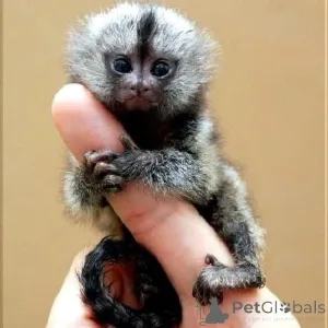 Фото №2 к объявлению №161693 о продаже  - купить в Бельгии 