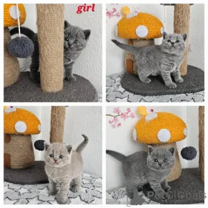 Фото №3. Доступны британские котят британские шорт-котят. Германия