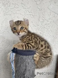 Фото №1. саванна - купить в Баденхайм за договорная. Объявление №162308