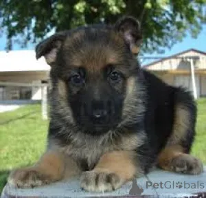 Фото №3. Chiots Berger Allemand в продаже.  Франция
