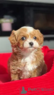 Фото №3. Мини мальтийская болонка-пудель девочка.  Германия