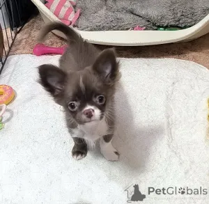 Дополнительные фото: Шоколадные девочки г/ш , девочка д/ш, и мальчики пушистые шоколадные и