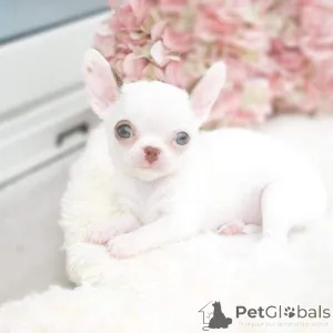 Дополнительные фото: Очаровательные щенки в поисках нового дома, напишите мне в личку для получения