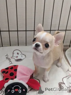 Дополнительные фото: Чихуахуа доступен для усыновления, свяжитесь с WhatsApp Business 447450021323