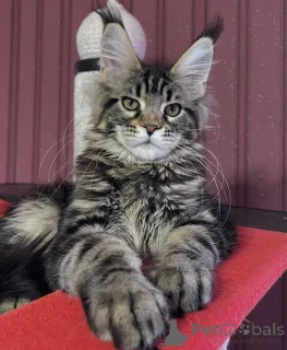 Фото №2 к объявлению №161397 о продаже мейн-кун - купить в Германии заводчик