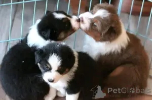 Фото №3. Продаются замечательные щенки австралийской овчарки..  Дания