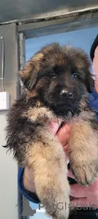 Фото №2 к объявлению №159969 о продаже немецкую овчарку - купить в США частное объявление