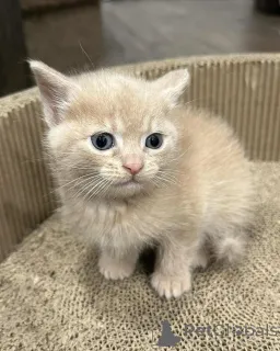 Фото №2 к объявлению №150618 о продаже беспородная - купить в Германии из приюта, заводчик