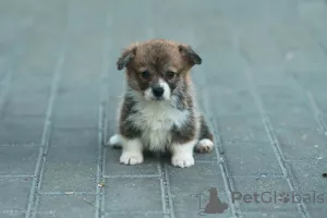 Дополнительные фото: Щенки вельш корги пемброк