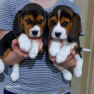 Дополнительные фото: Продаются щенки 4 девочки и 4 мальчика