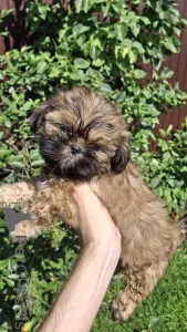 Дополнительные фото: Две чистокровные девочки ши-тцу