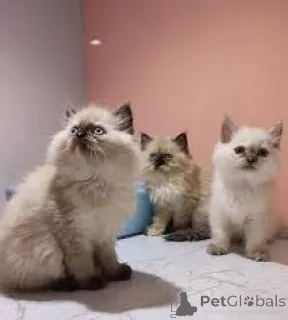 Фото №1. гималайская кошка - купить в Вена за 53805₽. Объявление №163815