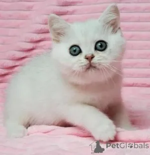 Фото №1.  - купить в Пепел за Бесплатно. Объявление №163570