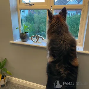 Фото №2 к объявлению №139945 о продаже немецкую овчарку - купить в Германии 