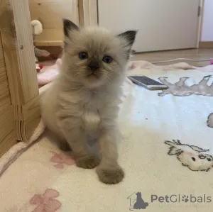 Дополнительные фото: Ragdoll Kitten