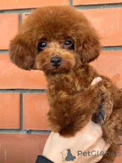 Фото №2 к объявлению №155083 о продаже пуделя (карликового) - купить в России 