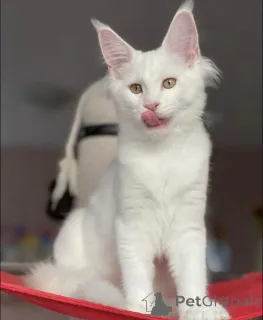 Фото №2 к объявлению №163465 о продаже мейн-кун - купить в Германии заводчик