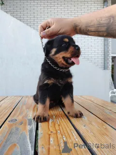 Дополнительные фото: Rottweiler красивые щенки