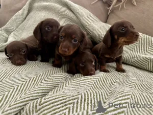 Фото №1. такса - купить в Берлине за договорная. Объявление №143147