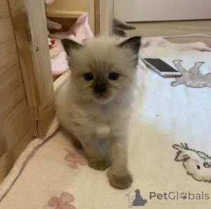 Дополнительные фото: Ragdoll Kitten