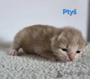 Дополнительные фото: Курильский бобтейл