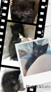 Дополнительные фото: Чудесные котята Тим и Том в добрые руки.