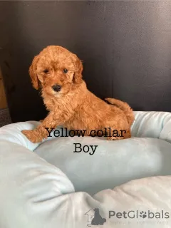 Дополнительные фото: Потрясающие щенки какапу F1B